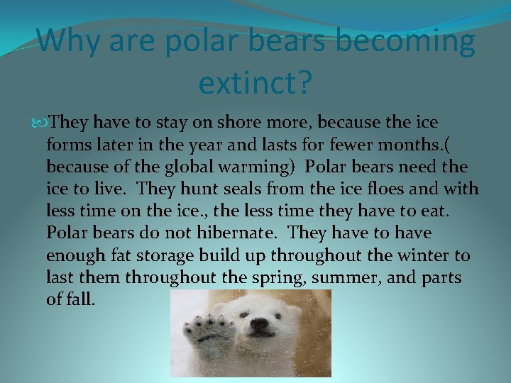 Why are polar bears becoming extinct? They have to stay on shore more, because