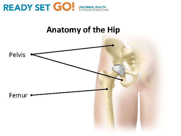 Anatomy of the Hip Pelvis Femur 