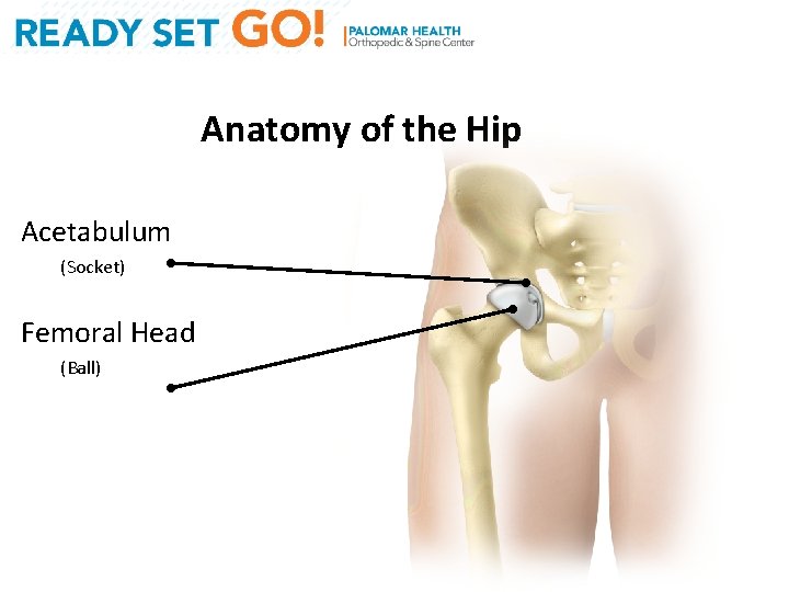 Anatomy of the Hip Acetabulum (Socket) Femoral Head (Ball) 