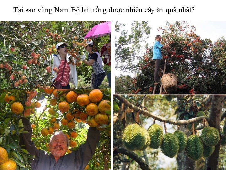Tại sao vùng Nam Bộ lại trồng được nhiều cây ăn quả nhất? 