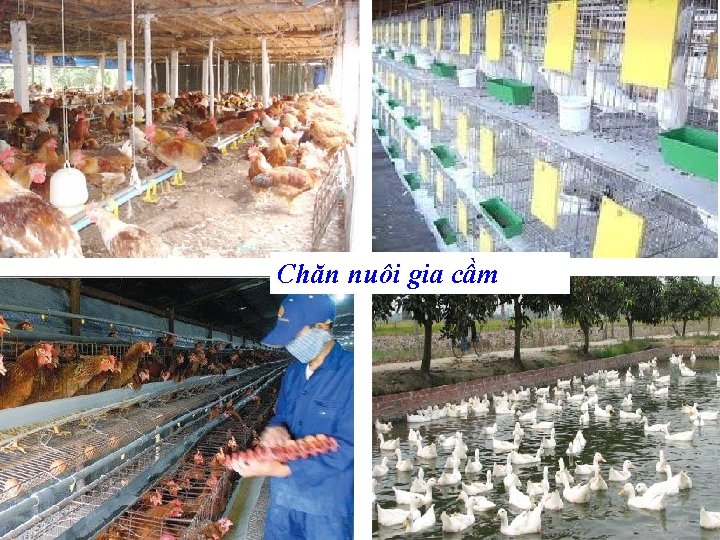 Chăn nuôi gia cầm 