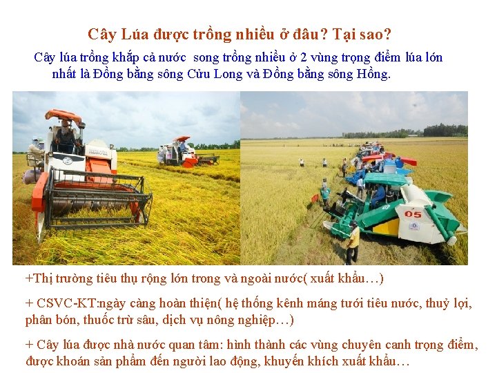 Cây Lúa được trồng nhiều ở đâu? Tại sao? Cây lúa trồng khắp cả