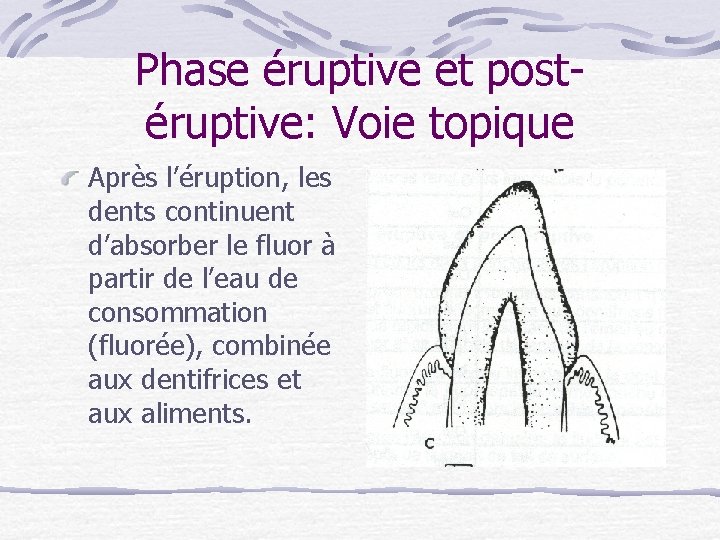 Phase éruptive et postéruptive: Voie topique Après l’éruption, les dents continuent d’absorber le fluor