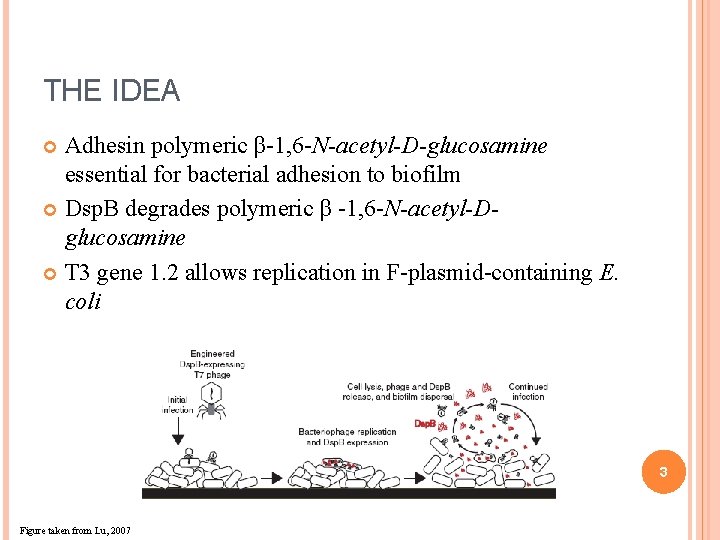 THE IDEA Adhesin polymeric β-1, 6 -N-acetyl-D-glucosamine essential for bacterial adhesion to biofilm Dsp.