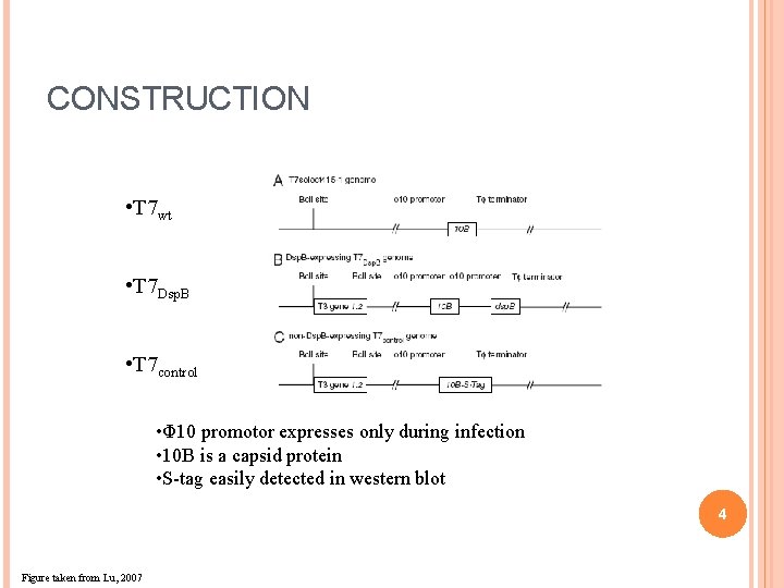 CONSTRUCTION • T 7 wt • T 7 Dsp. B • T 7 control