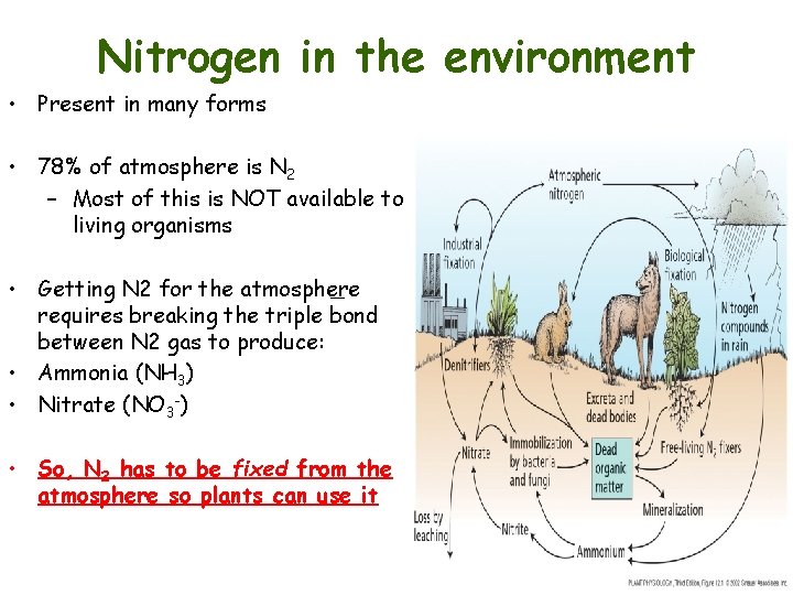 Nitrogen in the environment • Present in many forms • 78% of atmosphere is