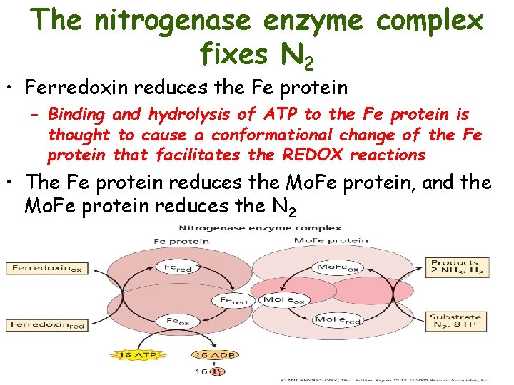 The nitrogenase enzyme complex fixes N 2 • Ferredoxin reduces the Fe protein –