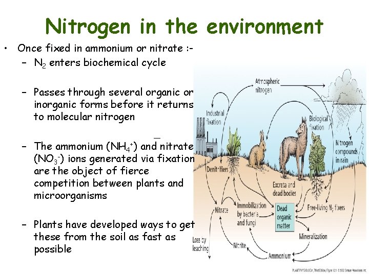 Nitrogen in the environment • Once fixed in ammonium or nitrate : – N