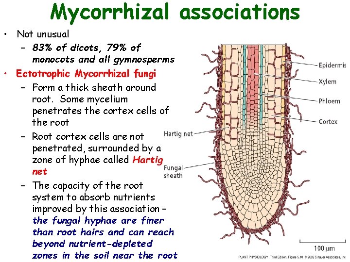 Mycorrhizal associations • Not unusual – 83% of dicots, 79% of monocots and all