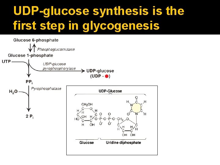 UDP-glucose synthesis is the first step in glycogenesis 