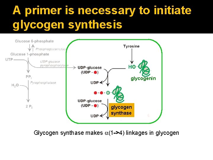 A primer is necessary to initiate glycogen synthesis glycogenin glycogen synthase Glycogen synthase makes