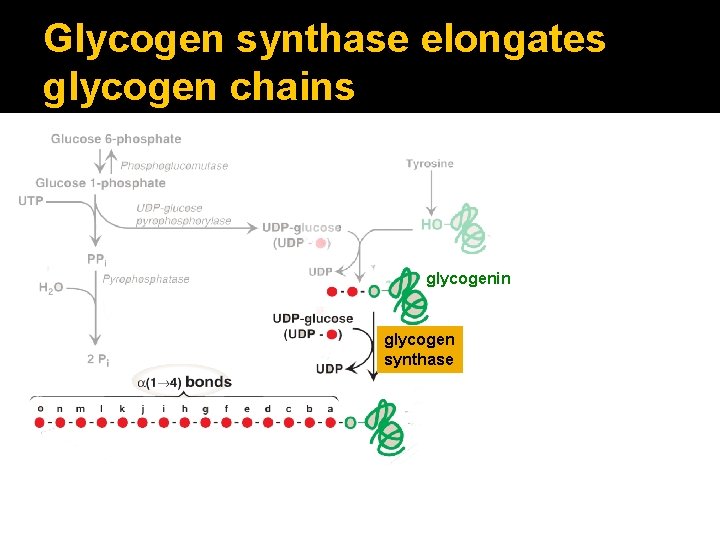 Glycogen synthase elongates glycogen chains glycogenin glycogen synthase 