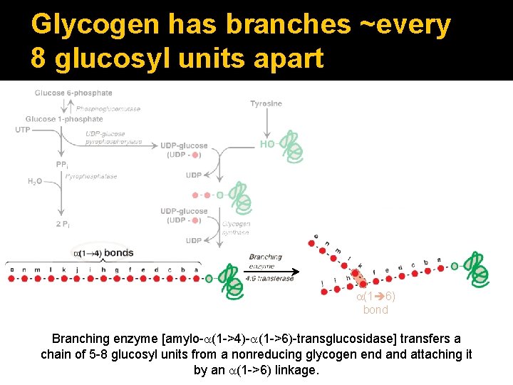 Glycogen has branches ~every 8 glucosyl units apart a(1 6) bond Branching enzyme [amylo-a(1