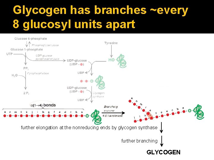 Glycogen has branches ~every 8 glucosyl units apart further elongation at the nonreducing ends