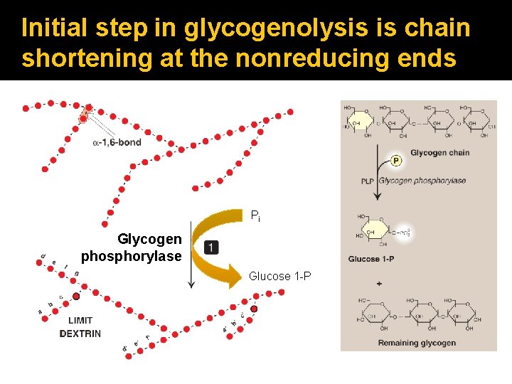 Initial step in glycogenolysis is chain shortening at the nonreducing ends Pi Glycogen phosphorylase