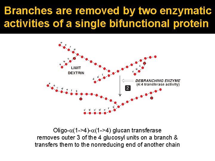 Branches are removed by two enzymatic activities of a single bifunctional protein Oligo-a(1 ->4)