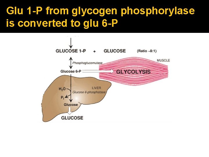 Glu 1 -P from glycogen phosphorylase is converted to glu 6 -P 