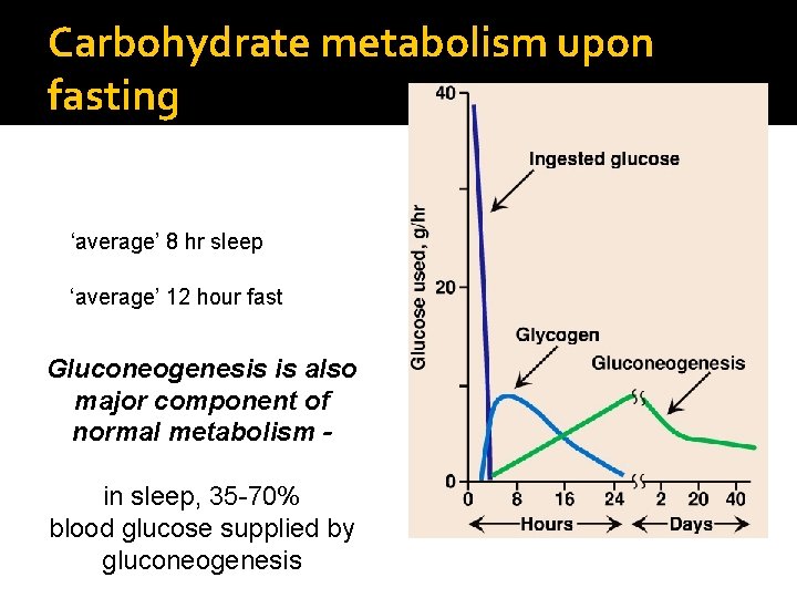 Carbohydrate metabolism upon fasting ‘average’ 8 hr sleep ‘average’ 12 hour fast Gluconeogenesis is
