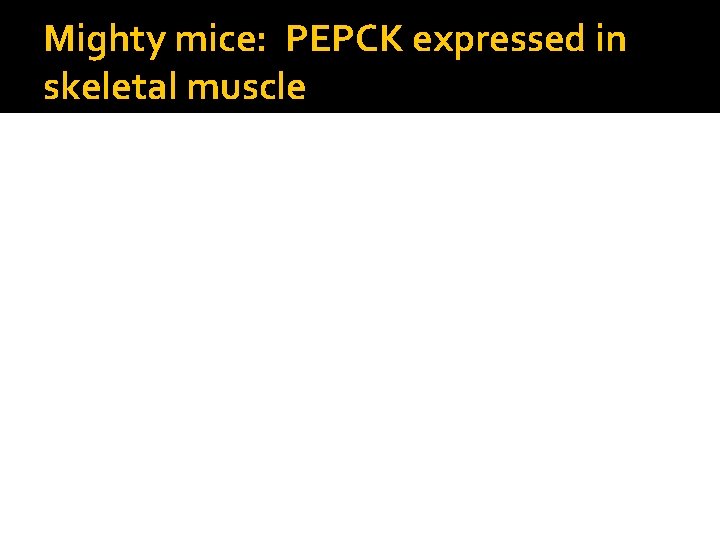 Mighty mice: PEPCK expressed in skeletal muscle 