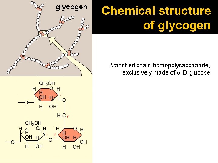 glycogen Chemical structure of glycogen Branched chain homopolysaccharide, exclusively made of a-D-glucose 