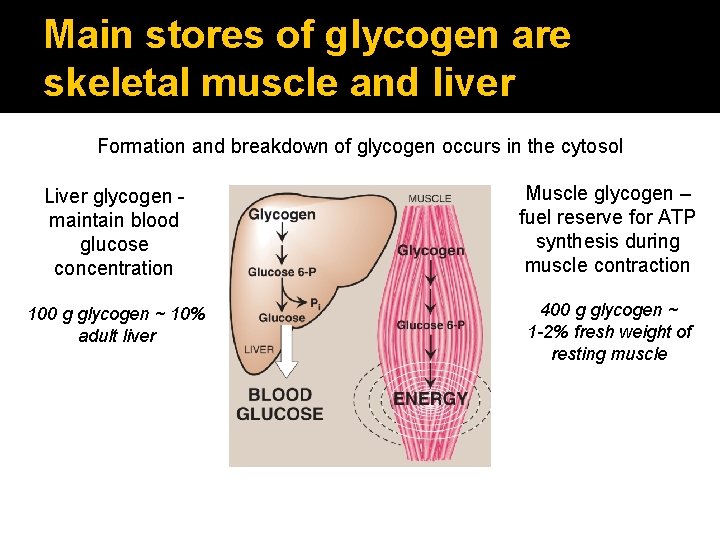 Main stores of glycogen are skeletal muscle and liver Formation and breakdown of glycogen