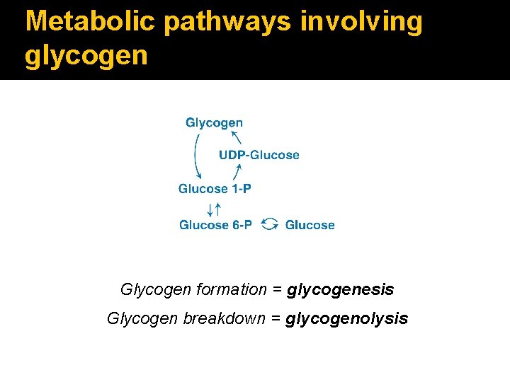 Metabolic pathways involving glycogen Glycogen formation = glycogenesis Glycogen breakdown = glycogenolysis 