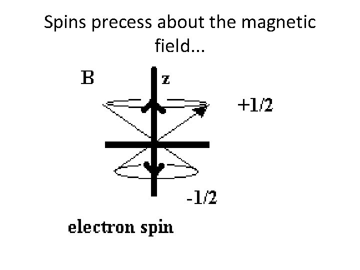 Spins precess about the magnetic field. . . 