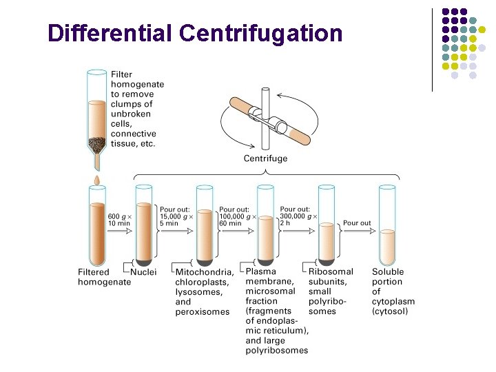 Differential Centrifugation Differential Centrifugation