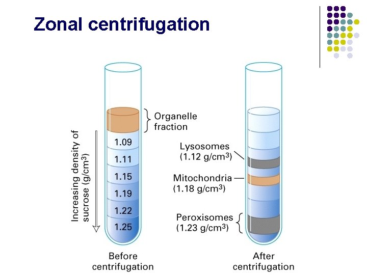 Zonal centrifugation 