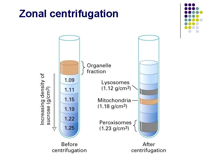 Zonal centrifugation Zonal centrifugation