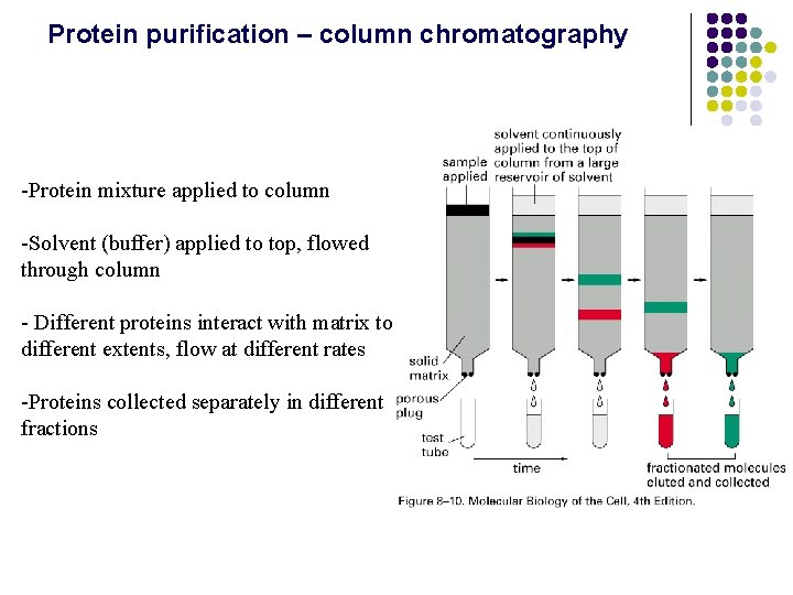 Protein purification – column chromatography -Protein mixture applied to column -Solvent (buffer) applied to