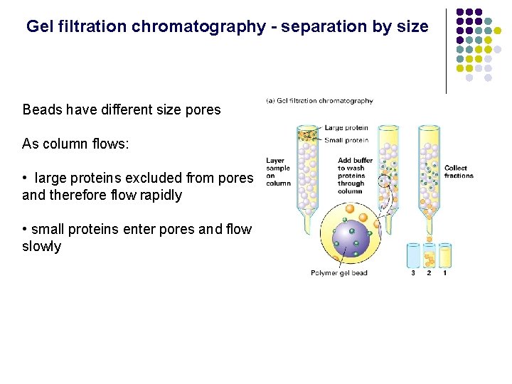 Gel filtration chromatography - separation by size Beads have different size pores As column Gel filtration chromatography - separation by size Beads have different size pores As column