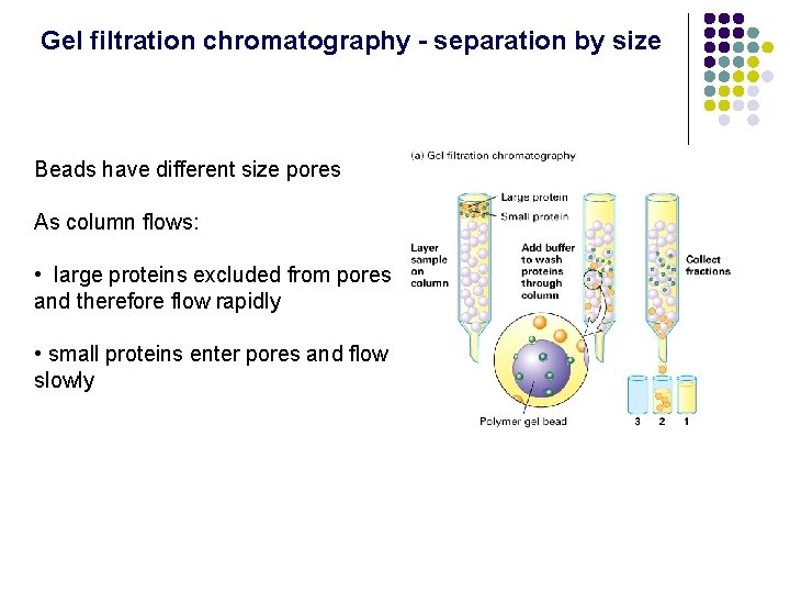 Gel filtration chromatography - separation by size Beads have different size pores As column