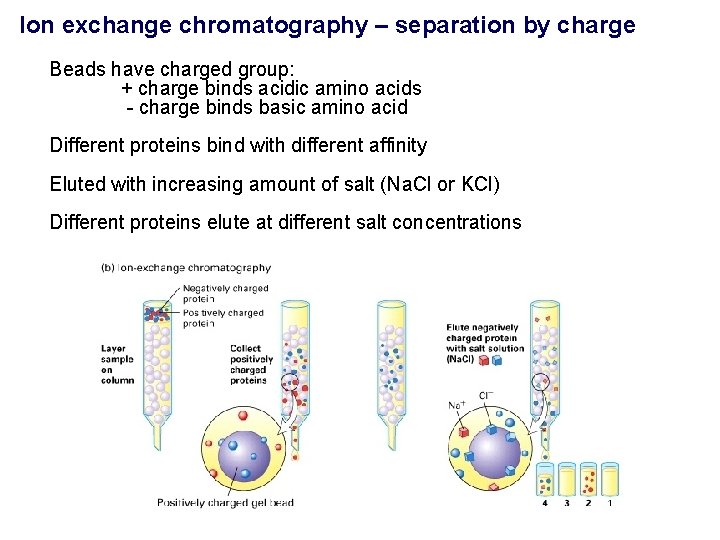 Ion exchange chromatography – separation by charge Beads have charged group: + charge binds Ion exchange chromatography – separation by charge Beads have charged group: + charge binds