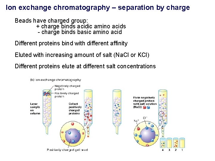 Ion exchange chromatography – separation by charge Beads have charged group: + charge binds