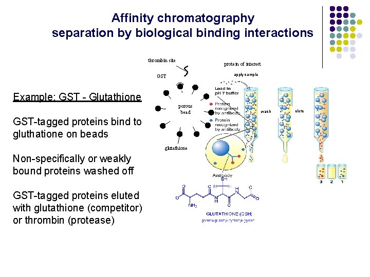 Affinity chromatography separation by biological binding interactions thrombin site protein of interest apply sample Affinity chromatography separation by biological binding interactions thrombin site protein of interest apply sample