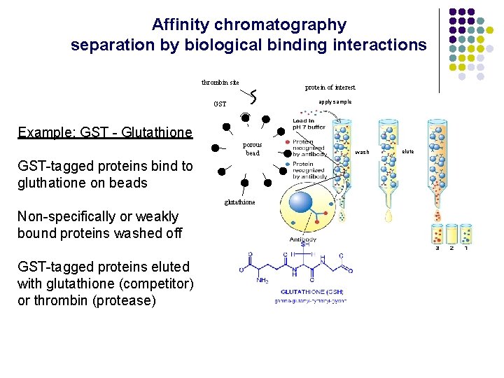 Affinity chromatography separation by biological binding interactions thrombin site protein of interest apply sample