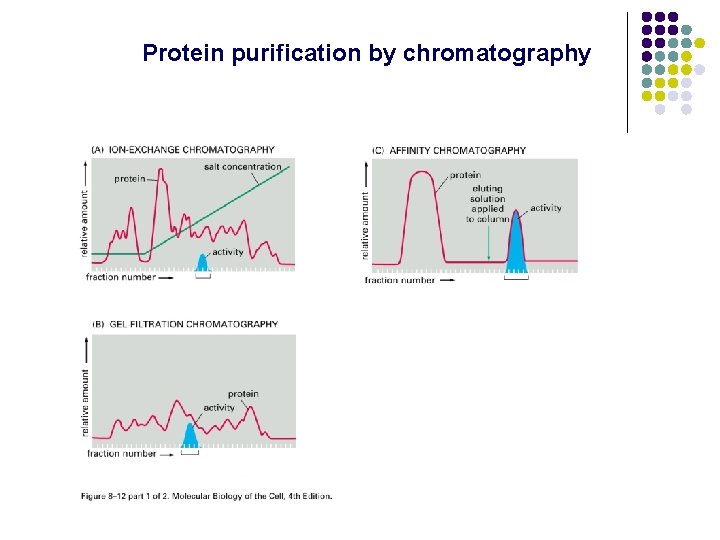 Protein purification by chromatography Protein purification by chromatography