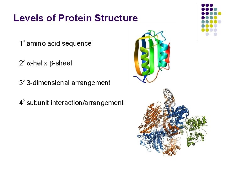 Levels of Protein Structure 1º amino acid sequence 2º -helix -sheet 3º 3 -dimensional