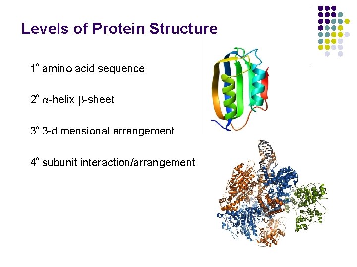 Levels of Protein Structure 1º amino acid sequence 2º -helix -sheet 3º 3 -dimensional Levels of Protein Structure 1º amino acid sequence 2º -helix -sheet 3º 3 -dimensional