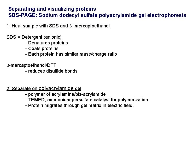 Separating and visualizing proteins SDS-PAGE: Sodium dodecyl sulfate polyacrylamide gel electrophoresis 1. Heat sample Separating and visualizing proteins SDS-PAGE: Sodium dodecyl sulfate polyacrylamide gel electrophoresis 1. Heat sample