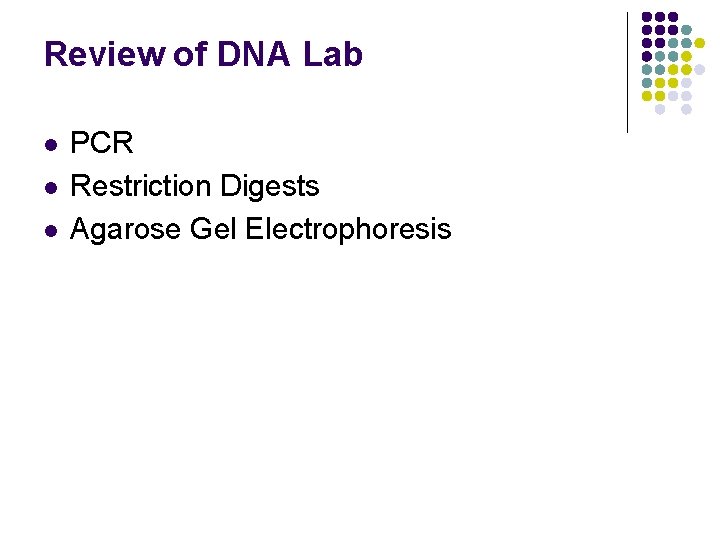 Review of DNA Lab l l l PCR Restriction Digests Agarose Gel Electrophoresis 