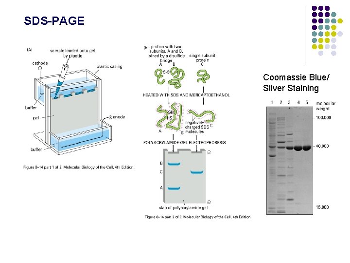 SDS-PAGE Coomassie Blue/ Silver Staining SDS-PAGE Coomassie Blue/ Silver Staining