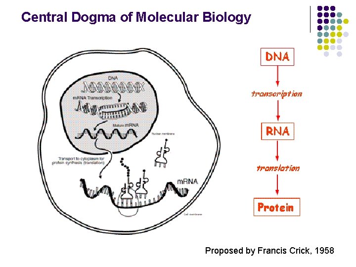 Central Dogma of Molecular Biology Proposed by Francis Crick, 1958 