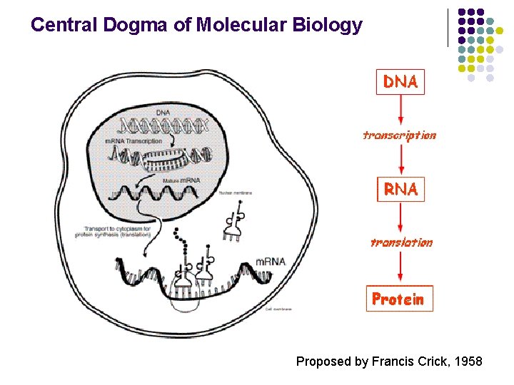 Central Dogma of Molecular Biology Proposed by Francis Crick, 1958 Central Dogma of Molecular Biology Proposed by Francis Crick, 1958