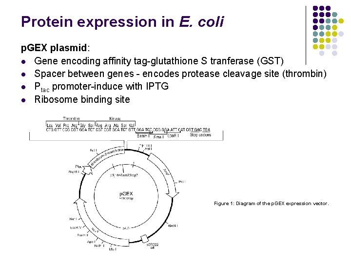 Protein expression in E. coli p. GEX plasmid: l Gene encoding affinity tag-glutathione S