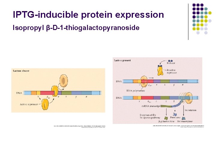 IPTG-inducible protein expression Isopropyl β-D-1 -thiogalactopyranoside 
