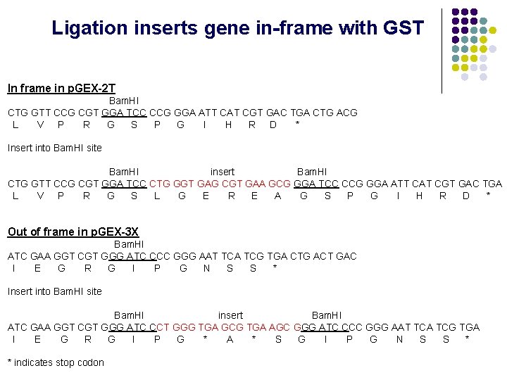 Ligation inserts gene in-frame with GST In frame in p. GEX-2 T Bam. HI