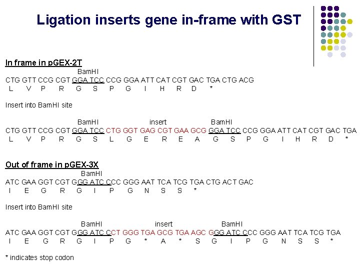 Ligation inserts gene in-frame with GST In frame in p. GEX-2 T Bam. HI Ligation inserts gene in-frame with GST In frame in p. GEX-2 T Bam. HI