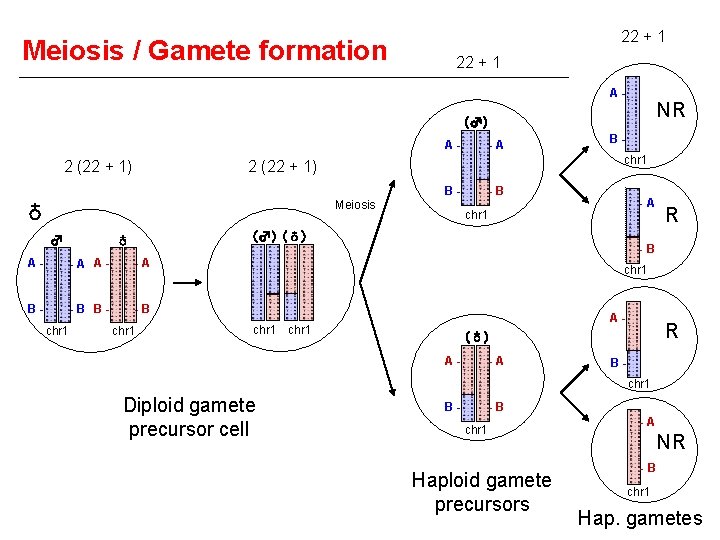 Meiosis / Gamete formation 22 + 1 A- NR (♂) A- 2 (22 +